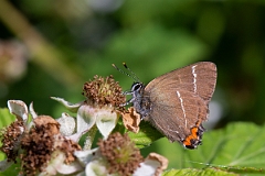 David Plant Photography - Wildlife Photography - White letter hairstreak - H